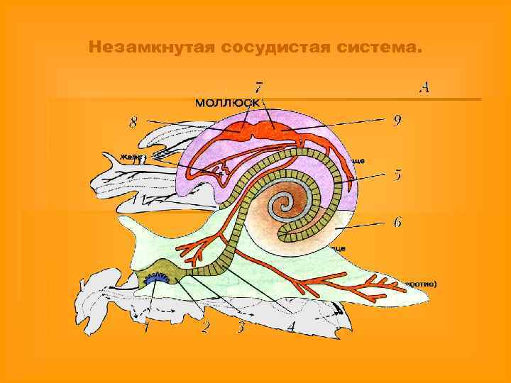 Незамкнутая сосудистая система. 