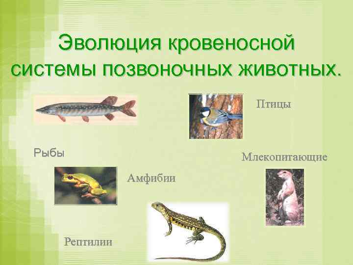Эволюция кровеносной системы позвоночных животных. Птицы Рыбы Млекопитающие Амфибии Рептилии 