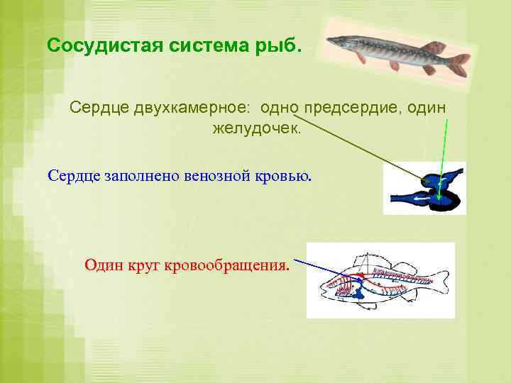 Сосудистая система рыб. Сердце двухкамерное: одно предсердие, один желудочек. Сердце заполнено венозной кровью. Один