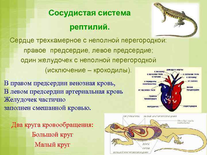 Сосудистая система рептилий. Сердце трехкамерное с неполной перегородкой: правое предсердие, левое предсердие; один желудочек