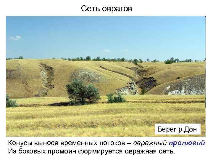 Сеть оврагов Берег р. Дон Конусы выноса временных потоков – овражный пролювий. Из боковых