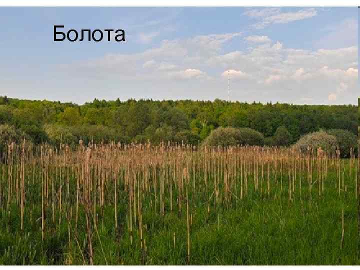 Болота 