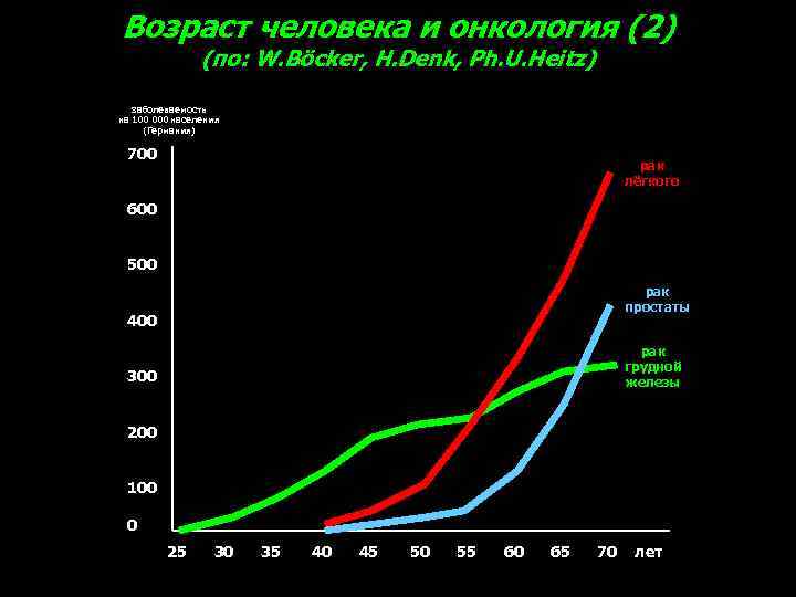Возраст человека и онкология (2) (по: W. Böcker, H. Denk, Ph. U. Heitz) заболеваемость