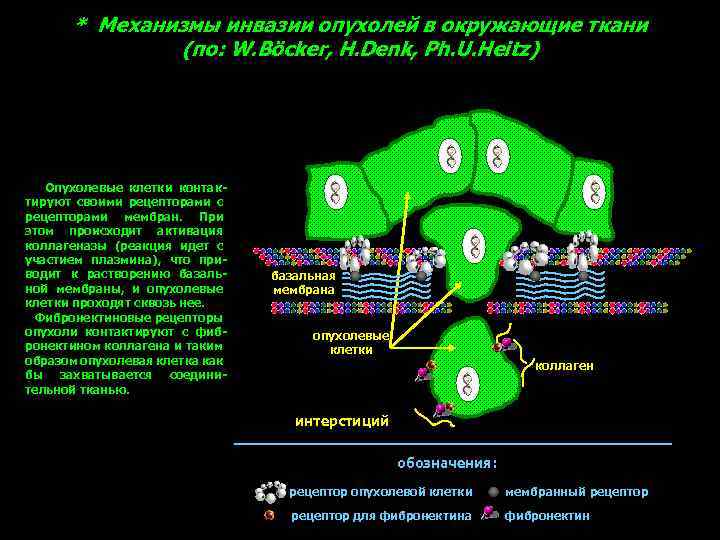 * Механизмы инвазии опухолей в окружающие ткани (по: W. Böcker, H. Denk, Ph. U.