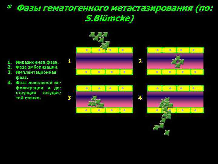 * Фазы гематогенного метастазирования (по: S. Blümcke) 1. Инвазионная фаза. 2. Фаза эмболизации. 3.