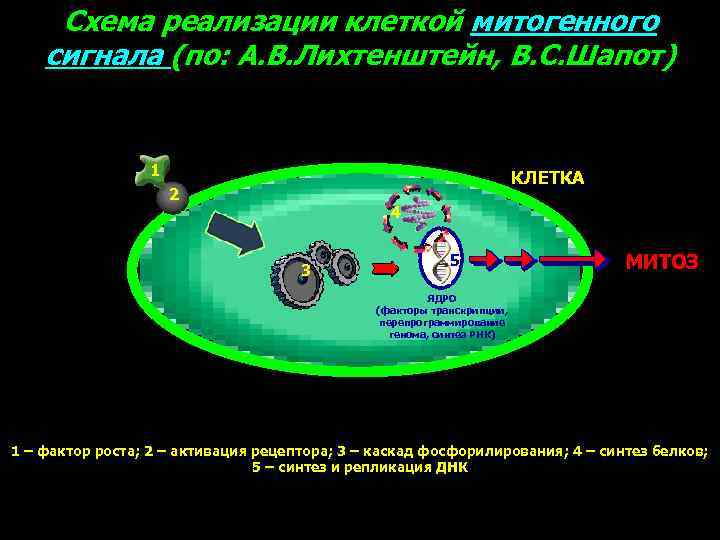 Схема реализации клеткой митогенного сигнала (по: А. В. Лихтенштейн, В. С. Шапот) 1 КЛЕТКА