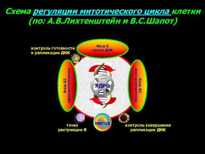 Схема регуляции митотического цикла клетки (по: А. В. Лихтенштейн и В. С. Шапот) точка