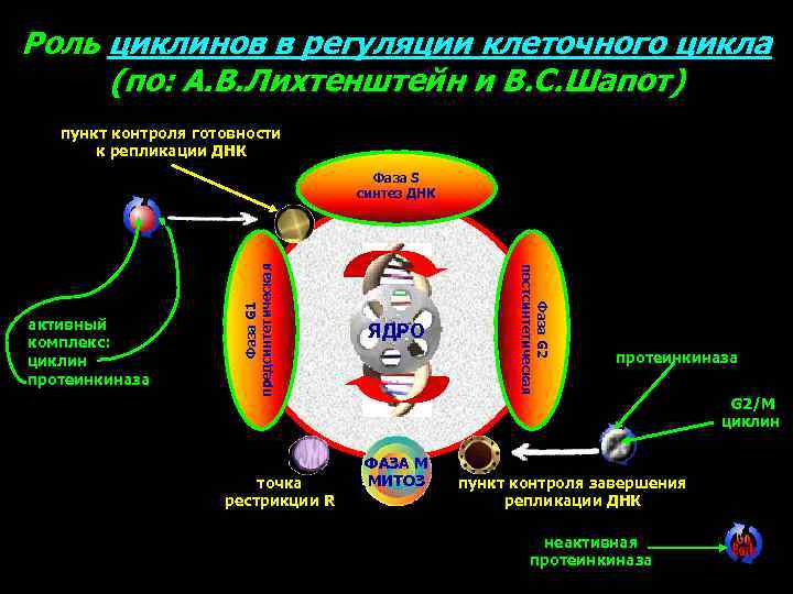 Роль циклинов в регуляции клеточного цикла (по: А. В. Лихтенштейн и В. С. Шапот)