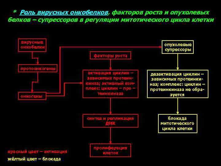 * Роль вирусных онкобелков, факторов роста и опухолевых белков – супрессоров в регуляции митотического