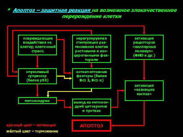 * Апоптоз – защитная реакция на возможное злокачественное перерождение клетки повреждающие воздействия на клетку;