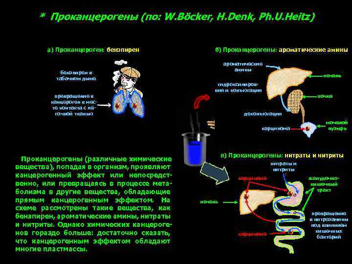 * Проканцерогены (по: W. Böcker, H. Denk, Ph. U. Heitz) а) Проканцероген: бензпирен в
