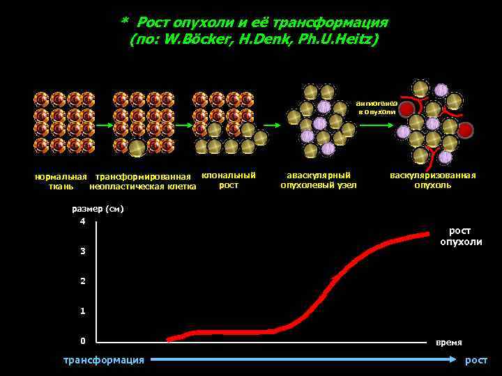 * Рост опухоли и её трансформация (по: W. Böcker, H. Denk, Ph. U. Heitz)
