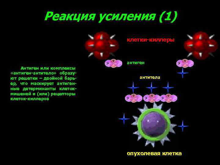 Реакция усиления (1) клетки-киллеры антиген Антиген или комплексы «антиген-антитело» образуют решетки – двойной барьер,