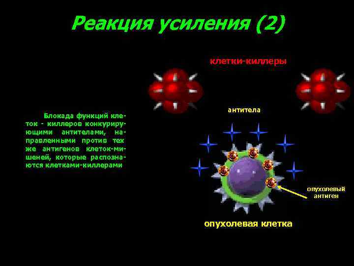 Реакция усиления (2) клетки-киллеры Блокада функций клеток - киллеров конкурирующими антителами, направленными против тех