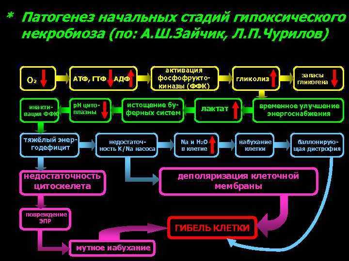 * Патогенез начальных стадий гипоксического некробиоза (по: А. Ш. Зайчик, Л. П. Чурилов) О