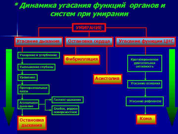 * Динамика угасания функций органов и систем при умирании УМИРАНИЕ Угасание дыхания Учащение и
