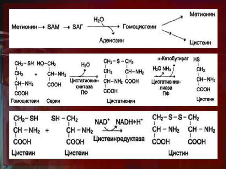 Метанин. Реакция образования цистеина из метионина. Метаболизм метионина и цистеина. Обмен серосодержащих аминокислот метионина и цистеина. Метаболизм серосодержащих аминокислот.