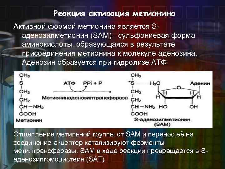 Реакция активация метионина Активной формой метионина является Sаденозилметионин (SAM) - сульфониевая форма аминокислоты, образующаяся