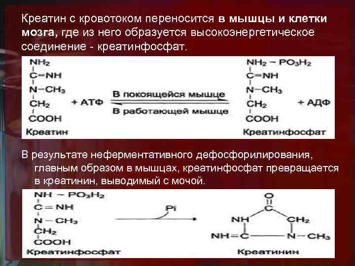 Креатин с кровотоком переносится в мышцы и клетки мозга, где из него образуется высокоэнергетическое