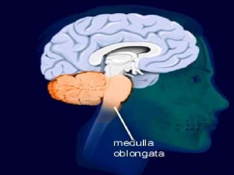 Продолговатый мозг картинка