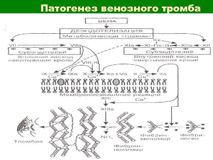 Патогенез венозного тромба 