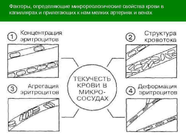  Факторы, определяющие микрореологические свойства крови в капиллярах и прилегающих к нам мелких артериях