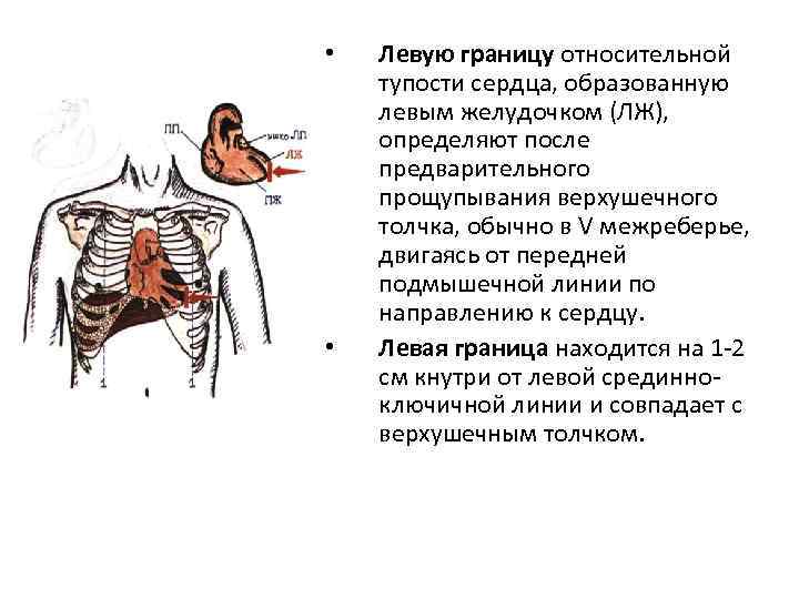  • • Левую границу относительной тупости сердца, образованную левым желудочком (ЛЖ), определяют после