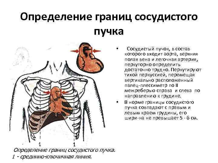 Определение границ легких