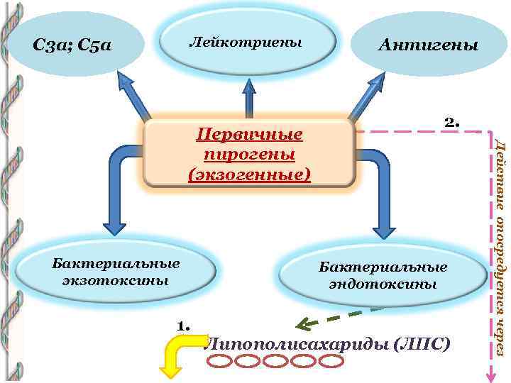 Лейкотриены С 3 а; С 5 а Бактериальные экзотоксины 1. 2. Бактериальные эндотоксины Липополисахариды
