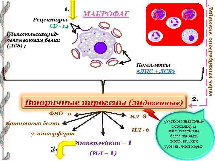 МАКРОФАГ Рецепторы CD - 14 (Липополисахаридсвязывающие белки (ЛСБ) ) Комплексы «ЛПС + ЛСБ» Вторичные