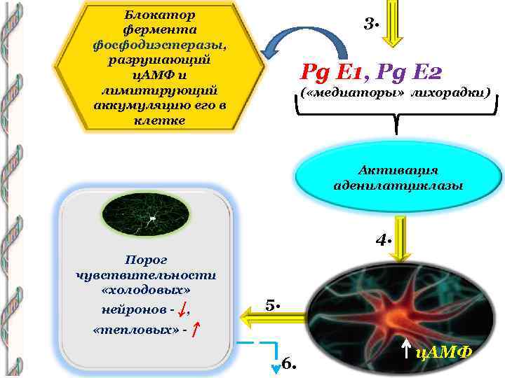 Блокатор фермента фосфодиэстеразы, разрушающий ц. АМФ и лимитирующий аккумуляцию его в клетке 3. Pg