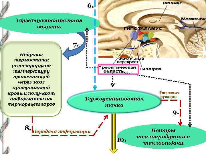 6. Термочувствительная область 7. Нейроны термостата регистрируют температуру протекающей через мозг артериальной крови и