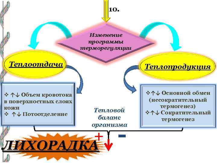 10. Изменение программы терморегуляции Теплоотдача v ↑↓ Объем кровотока в поверхностных слоях кожи v