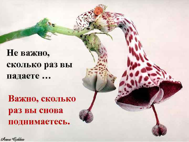 Не важно, сколько раз вы падаете … Важно, сколько раз вы снова поднимаетесь. 