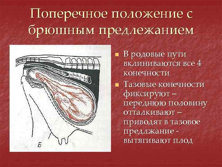 Курсовая работа по теме Організація патопсихологічного дослідження