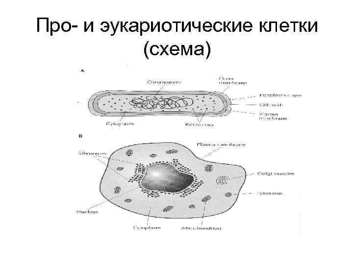 Прокариотическая и эукариотическая клетка рисунок