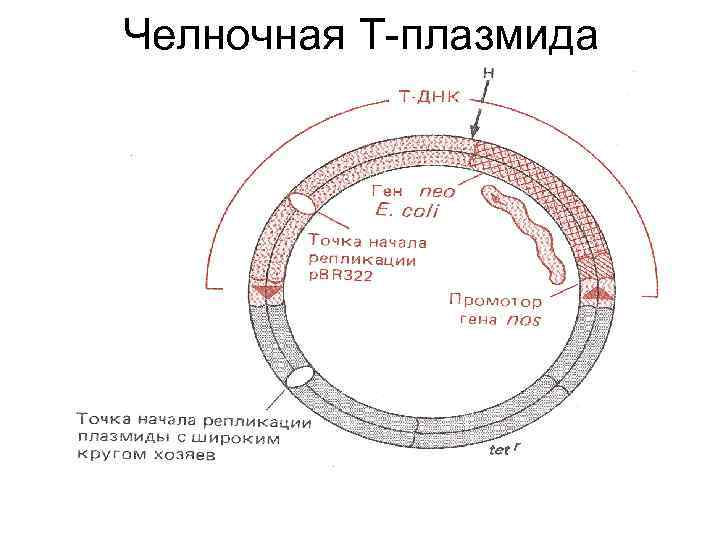 Кольцевые плазмиды