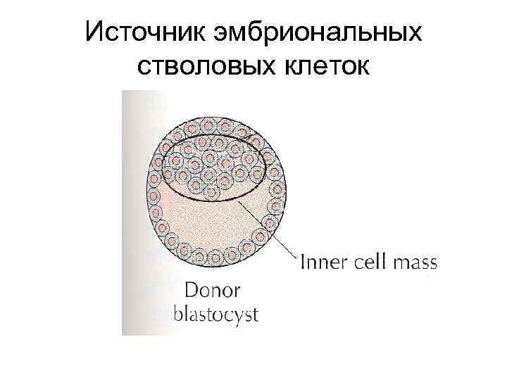 Источник эмбриональных стволовых клеток 