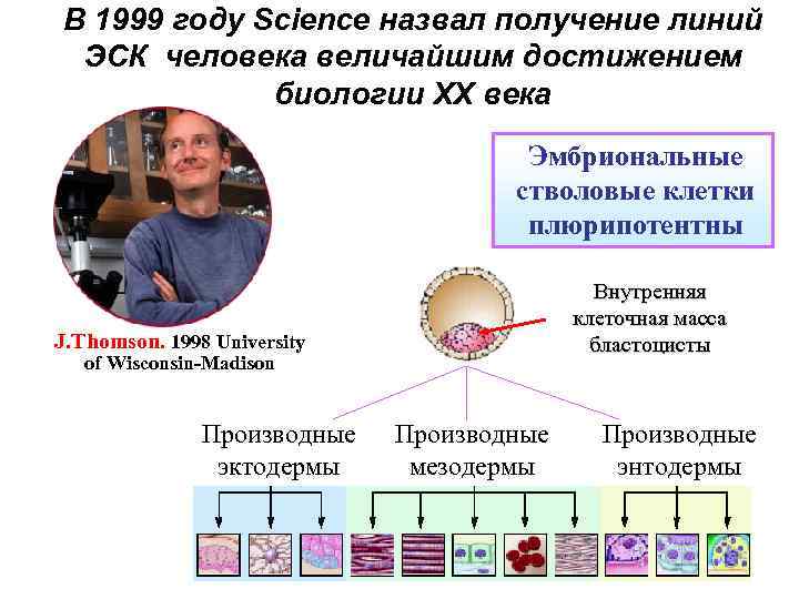 В 1999 году Science назвал получение линий ЭСК человека величайшим достижением биологии ХХ века