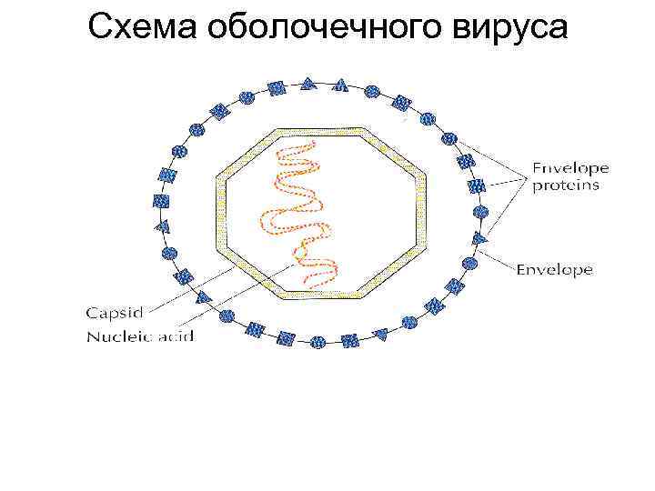 Схема оболочечного вируса 