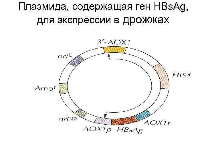 Плазмида, содержащая ген HBs. Ag, для экспрессии в дрожжах 