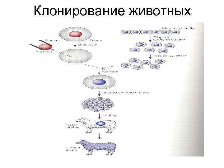 Клонирование органов человека. Рис. 1 схема расположения зон лаборатории клеточной инженерии.