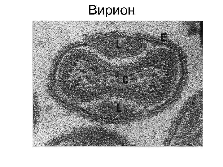 Клеточная инженерия картинки