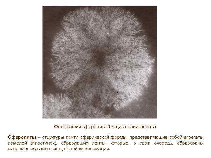 Фотография сферолита 1, 4 -цис-полиизопрена Сферолиты – структуры почти сферической формы, представляющие собой агрегаты