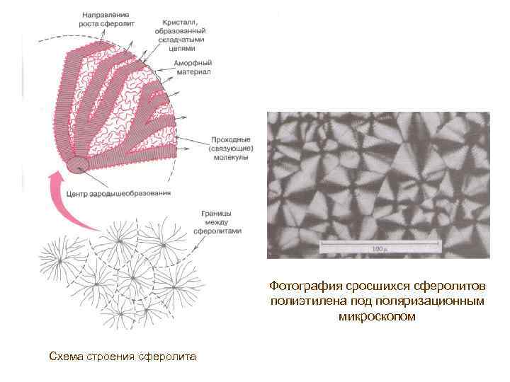 Фотография сросшихся сферолитов полиэтилена под поляризационным микроскопом Схема строения сферолита 