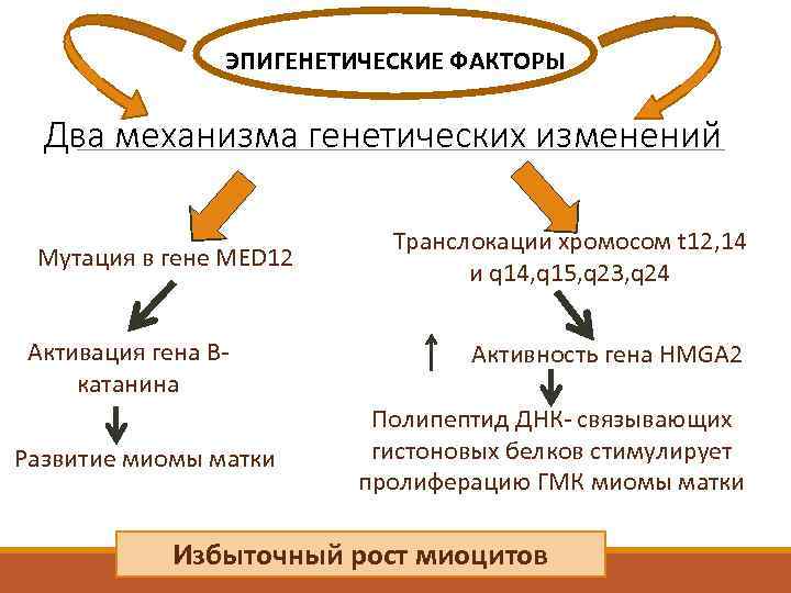 ЭПИГЕНЕТИЧЕСКИЕ ФАКТОРЫ Два механизма генетических изменений Мутация в гене MED 12 Активация гена Вкатанина