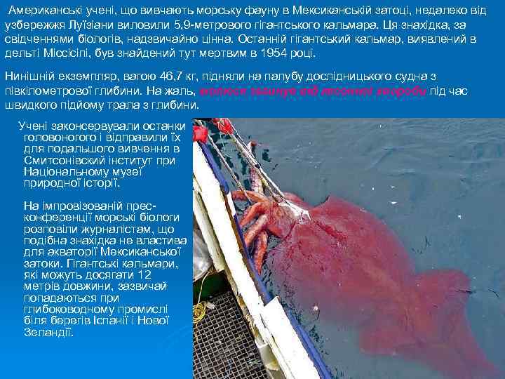 Американські учені, що вивчають морську фауну в Мексиканській затоці, недалеко від узбережжя Луїзіани виловили