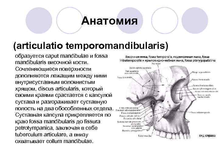 Анатомия (articulatio temporomandibularis) образуется caput mandibulae и fossa mandibularis височной кости. Сочленяющиеся поверхности дополняются