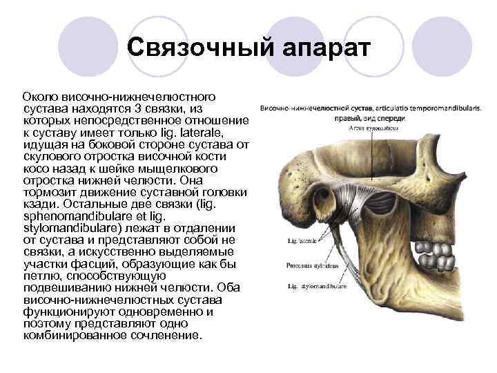 Соединение нижнечелюстной и височных костей