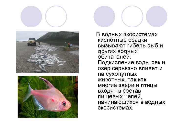 В водных экосистемах кислотные осадки вызывают гибель рыб и других водных обитателей. Подкисление воды